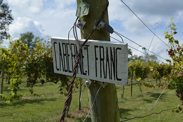 Cabernet Franc Grapes