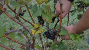 Pruning Grapes at Lake Anna Winery