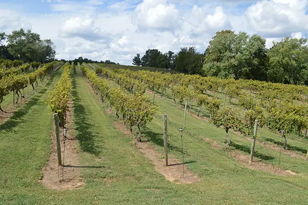 Vineyards at Lake Anna Winery
